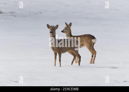 Couple de chevreuils européens Capreolus capreolus sur le champ en hiver. Banque D'Images