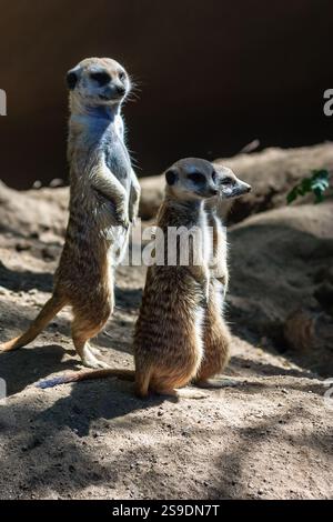 Deux bébés gazelles debout sur une colline sablonneuse. La scène est paisible et sereine Banque D'Images