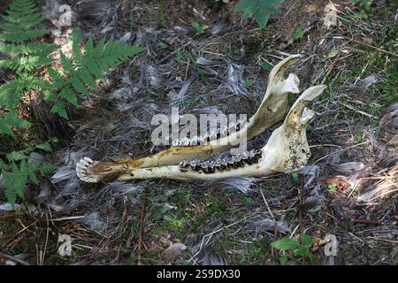OS mandibulaire et dents d'un maxillaire d'orignal, anatomie dentaire d'herbivore Banque D'Images