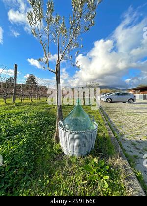 Jeune olivier et bouteille en verre fermier traditionnel dans un panier en osier dans la cour. Nature et journée ensoleillée en campagne. Vignoble et agriculture. Banque D'Images