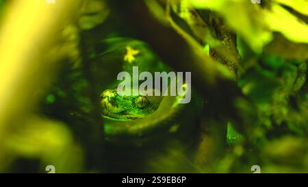 Python d'arbre vert se cachant dans un feuillage luxuriant, vue rapprochée Banque D'Images