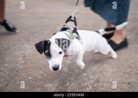 Un chiot Jack Russell Terrier tire fort sur la laisse tout en marchant sur le pont du port. Jack russel terrier tire la laisse en avant dans une promenade. Banque D'Images