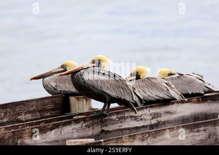 Pelicans sur les rives de Caye Caulker au Belize Banque D'Images