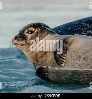 Gros plan d'un phoque portuaire reposant sur la glace à la lagune du glacier de Jökulsárlón, au sud-est de l'Islande. Banque D'Images