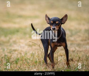 Portrait d'un chien russe Toy Terrier aux cheveux lisses un jour d'été lors d'une promenade. Terrier russe jouet aux cheveux lisses noir et bronzé sur la pelouse. Banque D'Images