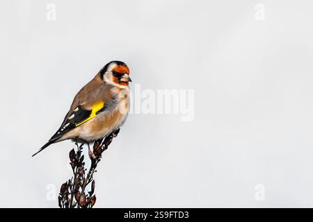 Chardonneret en hiver Banque D'Images