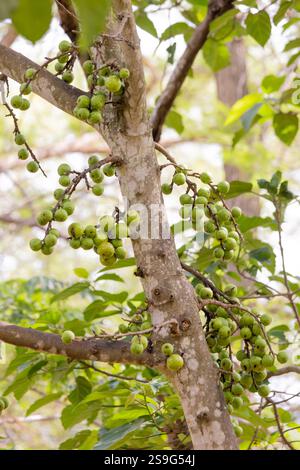 Gros plan sur des grappes immatures de figue ou de figue rouge de rivière (ficus racemosa) Banque D'Images