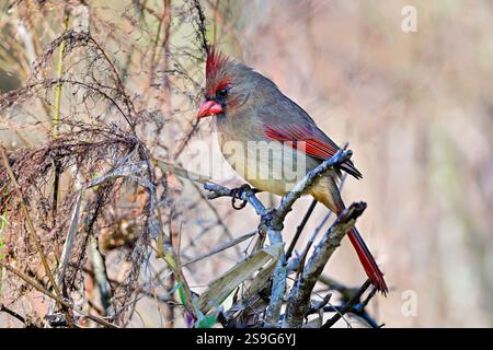 Cardinal rouge Banque D'Images
