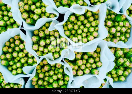 Crassula conjuncta perforata cv. Bouquets géants de pagode variegata en paquets de papier. Banque D'Images