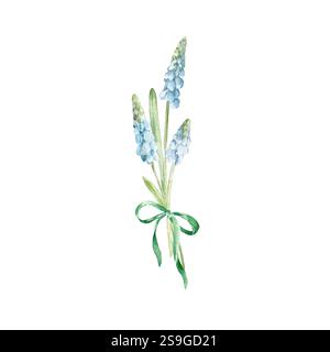 Bouquet de fleurs Muscari avec arc vert. Illustration avec des fleurs bleues, des feuilles de plantes printanières Banque D'Images