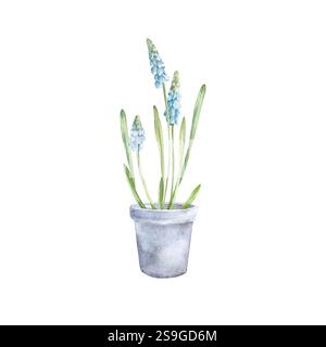 Fleur de Muscari en pot. Illustration avec des fleurs bleues, des feuilles et des bulbes de plantes de printemps Banque D'Images