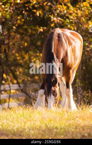 Portrait d'un cheval Clydesdale se nourrissant d'herbe de pâturage un après-midi d'automne. Couleurs d'automne en arrière-plan et beaucoup de chaleur. Tête baissée pendant la tétée Banque D'Images