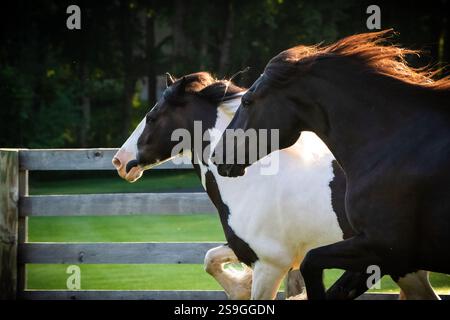 Une paire de chevaux Gypsy Vanner courent à travers un pâturage dans cette image qui évoque une photo finish pendant une course. Shot présente leurs bustes. Clôture derrière Banque D'Images