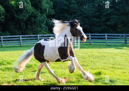 Une vanneuse gitane galope à travers son paddock dans la lumière chaude du matin. Sa crinière et sa queue soufflent dans le vent avec un bon contre-jour. Continuez à faire du camionnage ! Banque D'Images