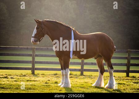 Tout un portrait d'un belge Clydesdale à la lumière de l'heure d'or un matin d'été. Il porte une écharpe et a une tache de lumière pour l'éclairer. Banque D'Images
