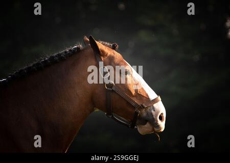 Un portrait belge de Clydesdale avec un vignettage lourd et un projecteur sur son visage. Cheval a été bien pris en charge et apprêté pour les photos. Banque D'Images