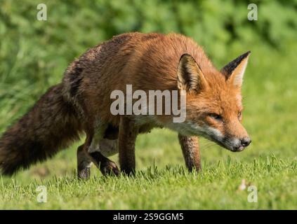 Une vixen rurale âgée Fox, prend le temps de chasser sa 9ème portée de petits. Un peu de bataille marqué et shaggy. C'est une bonne mère. Suffolk, Royaume-Uni Banque D'Images