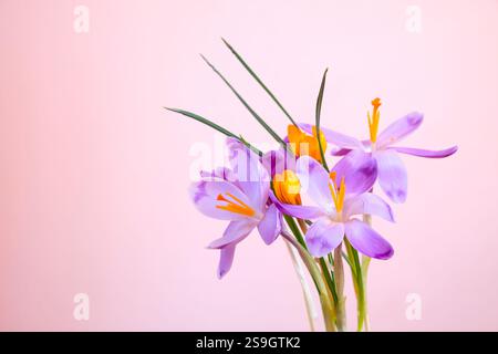 Délicats crocus violets sur un fond rose doux. Parfait pour les thèmes floraux ou printaniers. Copier l'espace Banque D'Images