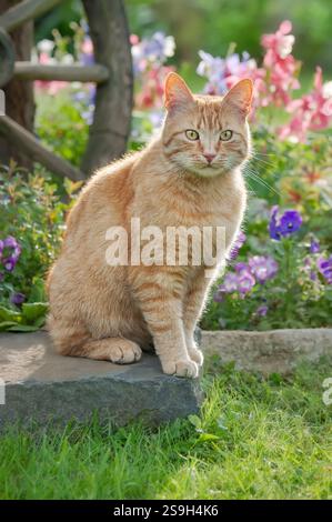 Adorable chat tabby couleur gingembre assis dans un beau jardin avec des fleurs colorées Banque D'Images