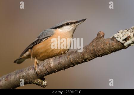 Oiseau commun Sitta europaea aka écoutille eurasienne perchée sur la branche. Nature de la république tchèque. Banque D'Images