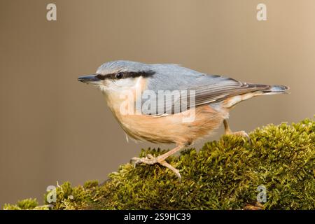Oiseau commun Sitta europaea aka écoutille eurasienne perchée sur la branche. Nature de la république tchèque. Banque D'Images