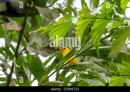 Le pingembre safran, un oiseau tropical vibrant, se nourrit de graines et d'insectes. Photographié dans son habitat naturel. Banque D'Images