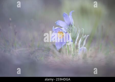Floraison pasqueflower dans leur environnement naturel, région de Ryazan, Russie Banque D'Images