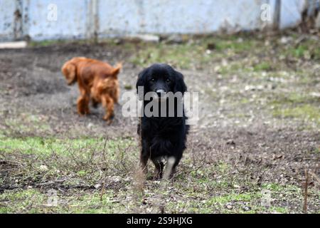 Obligation improbable. Stray Dog et Cat se soucient l'un de l'autre dans la rue. Même couleur. Scène flirtante. Montrer un peu d'amour. Banque D'Images