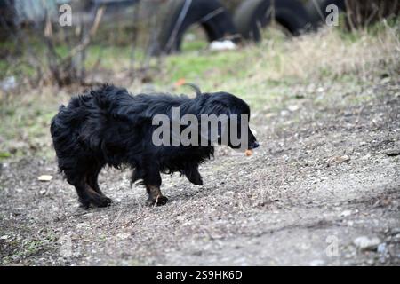 Obligation improbable. Stray Dog et Cat se soucient l'un de l'autre dans la rue. Même couleur. Scène flirtante. Montrer un peu d'amour. Banque D'Images