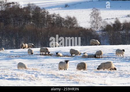 Un troupeau de moutons écossais à face noire se nourrissant dans un champ enneigé à Sunshine Banque D'Images