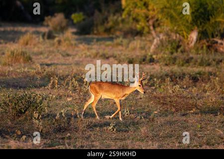 Le cerf de la pampa, Ozotoceros bezoarticus, était, jusqu'à un passé récent, répandu en Amérique du Sud. Maintenant menacé en raison de la perte et de la fragmentation de l’habitat Banque D'Images