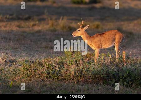 Le cerf de la pampa, Ozotoceros bezoarticus, était, jusqu'à un passé récent, répandu en Amérique du Sud. Maintenant menacé en raison de la perte et de la fragmentation de l’habitat Banque D'Images