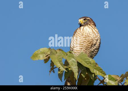 Un faucon Roadside (Buteo magnirostris) perché sur une végétation tropicale contre un ciel bleu vif projetant la force d'un puissant prédateur. Banque D'Images
