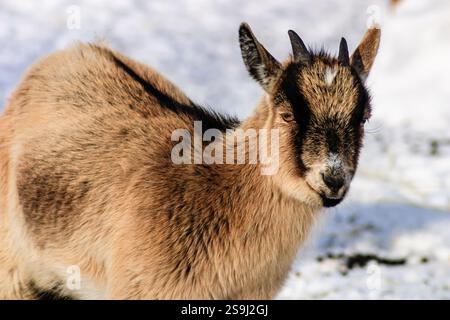 Une chèvre est debout dans la neige, la tête haute. La chèvre est brune et blanche. La chèvre regarde la caméra Banque D'Images