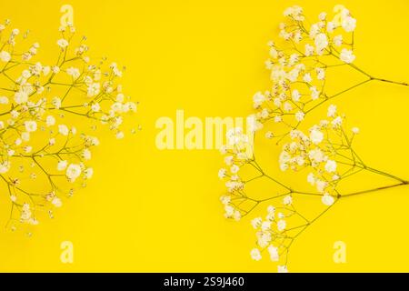 Gypsophila blanche sur fond jaune avec espace copie. La bordure de délicates petites fleurs blanches sur fond jaune d'en haut. Coupe plate. SP Banque D'Images