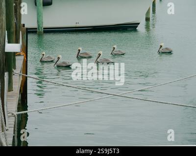 Large vue vers le bas sur des cordes croisées de quai multiples pélicans bruns dans l'eau calme d'une marina. grand quai rond en bois et poteau à gauche et à droite Banque D'Images