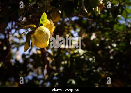 Oranges jaunes non mûres suspendues sur un arbre d'agrumes en plein soleil, mettant en valeur la beauté agricole des orangeraies avec des couleurs vibrantes et naturelles Banque D'Images