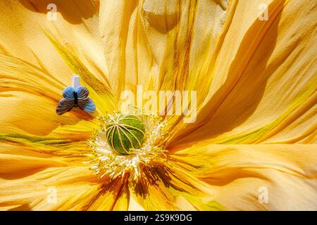 fleur de papier crêpe décorative artistique, vue rapprochée Banque D'Images