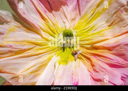 fleur de papier crêpe décorative artistique, vue rapprochée Banque D'Images