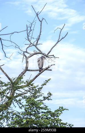 Oiseaux de Ceylan un aigle faucon crêpé - Spizaetus cirrhatus - perché penché dans une cime d'arbre dans le parc national d'Udawalawa Sri Lanka Banque D'Images