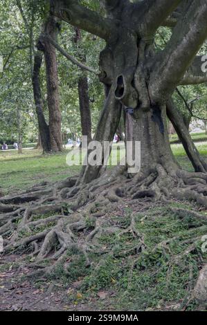 Géant Ficus Benjamina aka figue sacrée pleurante dans les jardins botaniques royaux, Peradeniya Kandy, Sri Lanka avec une série complexe de racines au-dessus du sol Banque D'Images