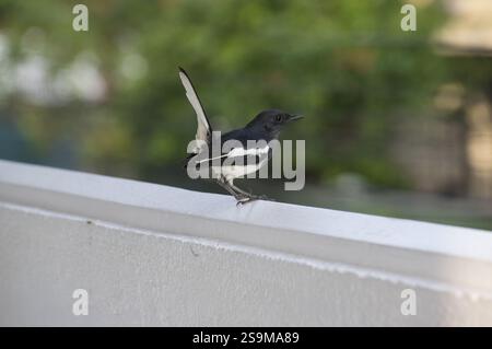 Un pie-robin oriental Copsychus saularis, appelé Polkichcha en cinghalais au Sri Lanka, perché sur un mur blanc avec une queue typique tenue en altitude Banque D'Images