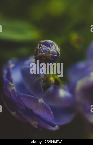 Près de la fleur violette bleue avec un arrière-plan flou Banque D'Images