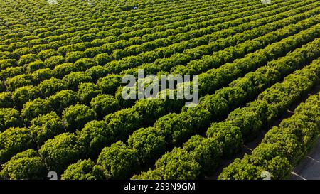 Vue aérienne de rangées symétriques de cultures d'orangers en Californie Banque D'Images