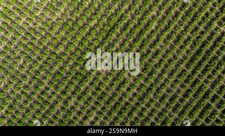 Vue aérienne rangées symétriques orangers Californie centrale Banque D'Images