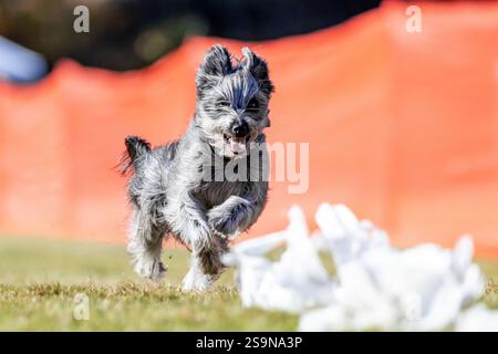 Pyrénean Sheepdog Shepherd Running Lure course Sprint Dog Sport Banque D'Images