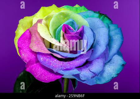 Vibrant Rainbow Rose sur fond violet Banque D'Images
