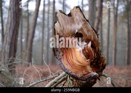 couper la branche du tronc d'arbre dans un cadre boisé Banque D'Images