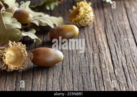 Acorns sur table en bois, grenaille en studio de fruits de chêne mûrs avec branche, médecine alternative (Fagaceae) Banque D'Images