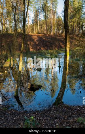 Forêt de Delamere dans le Cheshire, au nord-ouest de l'Angleterre. Une zone de forêt, de bois et de lacs populaire pour une variété d'activités de plein air. Banque D'Images